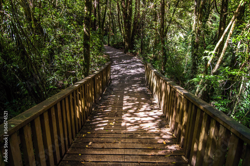 Wooden path bridge in forest  New Zealand
