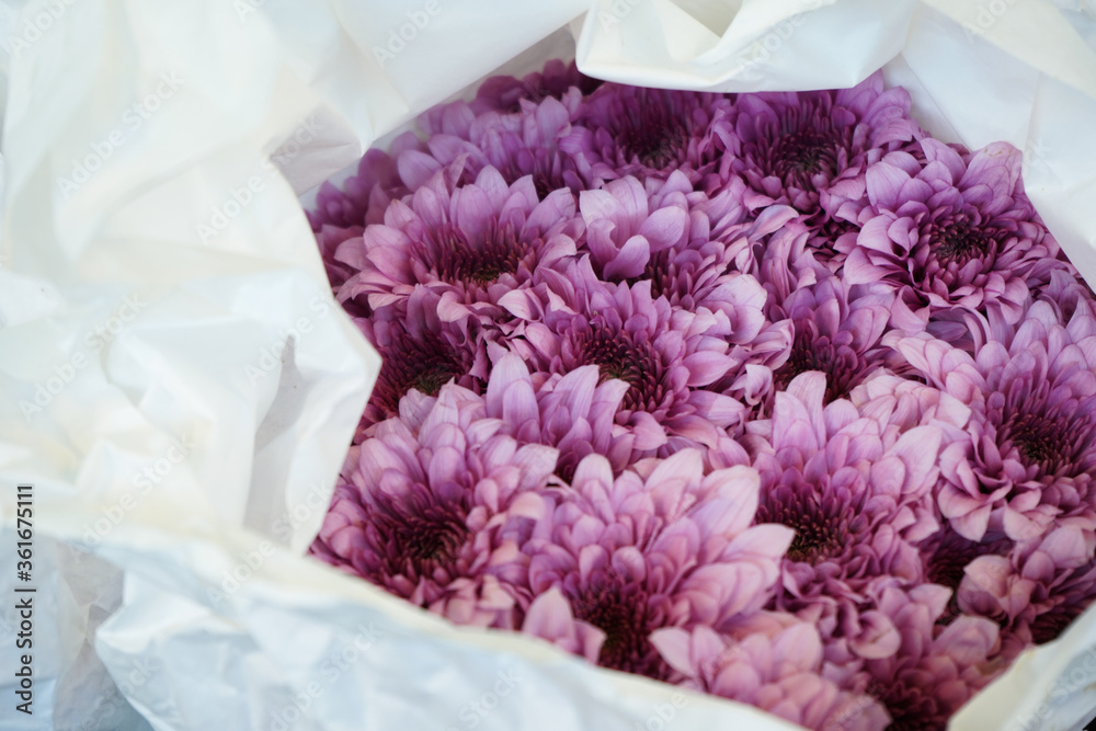 Purple chrysanthemum flower Purple chrysanthemum flower