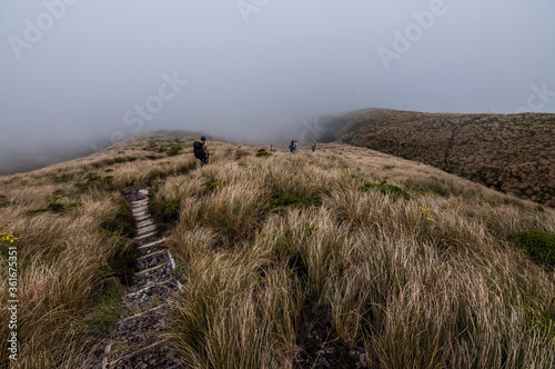 Wooden path Taranaki National park, New Zealand