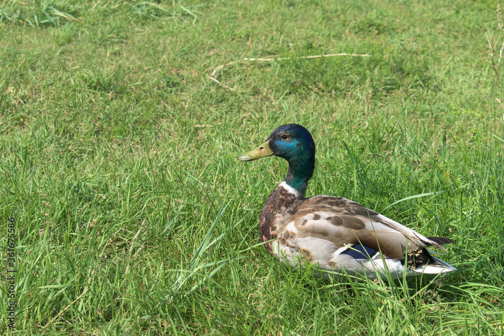 Duck on a green meadow. Profile view. Duck on a green meadow. Profile view.