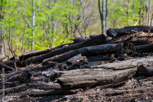 Charred trees after a forest fire. Natural disasters.