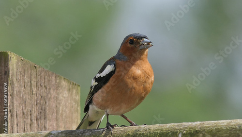 Common Chaffinch sitting on a fence UK