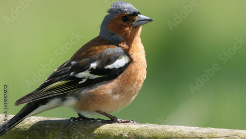 Common Chaffinch sitting on a fence UK © peter