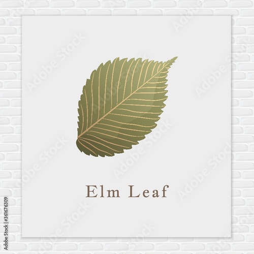 Elm leaf