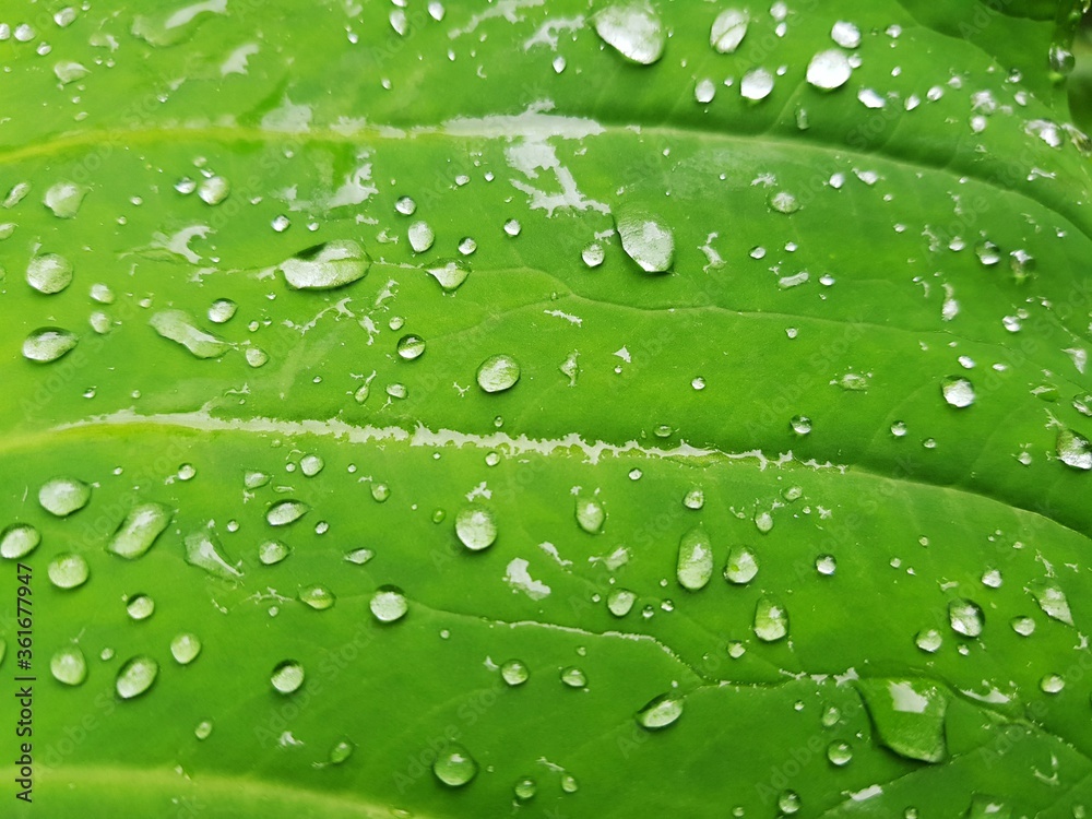 green leaf with water drops in the morning 