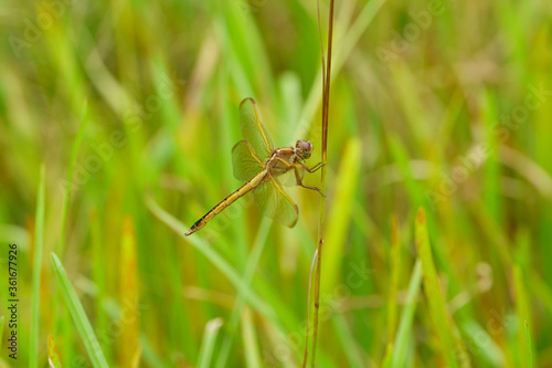 A beautiful brown and gold dragonfly named Needham's Skimmer, Libellula needhami, perched on a plant stem in a  moist, flatwood meadow.