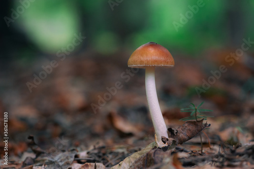 Mushroom in forest 