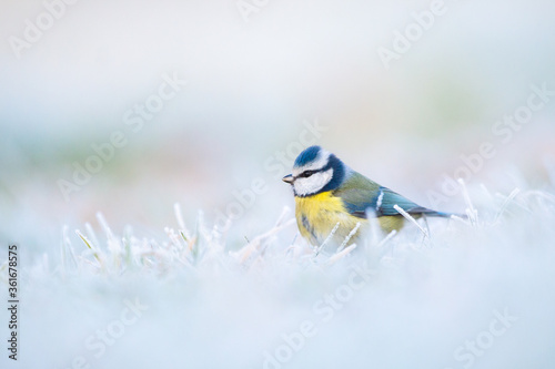 Blue tit on a frosted meadow