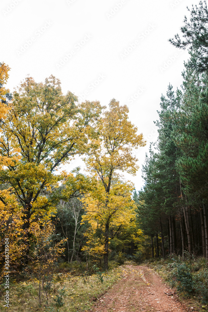 Road in woods in the French countryside Road in woods in the French countryside
