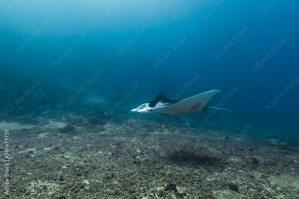 Obraz premium 海底近くを泳ぐ若いナンヨウマンタ、Mobula alfredi (Krefft, 1868)、ミクロネシア連邦ヤップ島