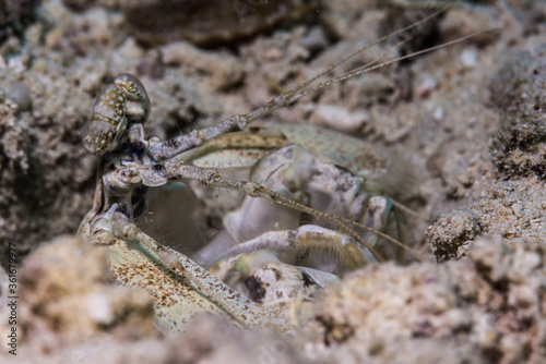 真っ白なサンゴ砂の海底で暮らす白いトラフシャコ属、Lysiosquillina sp. ミクロネシア連邦ヤップ島。サイドビュー