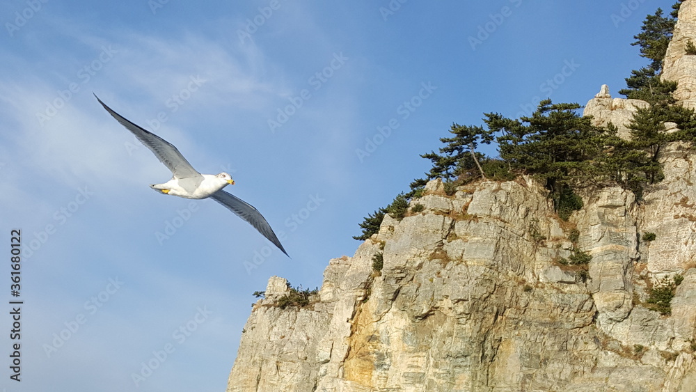 seagull on the sky