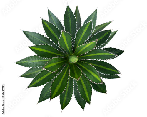 Top view of Agave plant isolated on white background with clipping path. Tropical plant with sharp thorns.