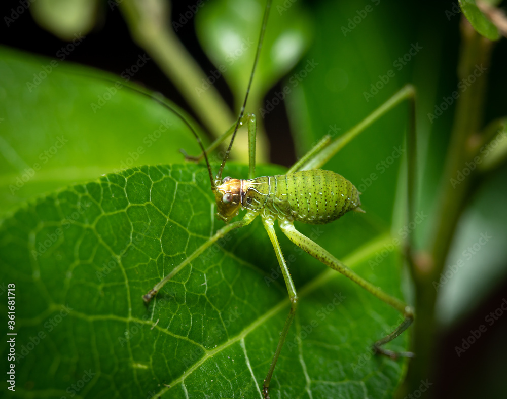 Close up or macro green insect on green leaf. Close up or macro green insect on green leaf.