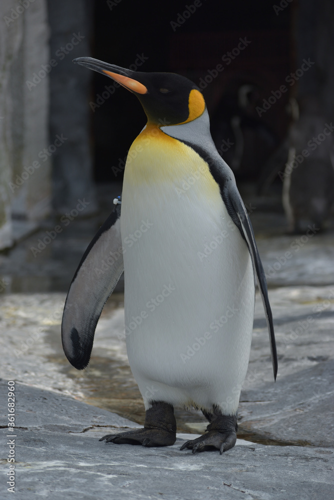 Fototapeta premium 旭山動物園 ペンギン