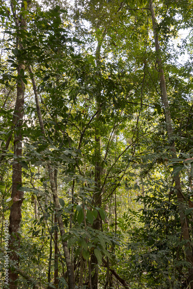Internal environment of the Amazon Forest. Internal environment of the Amazon Forest.