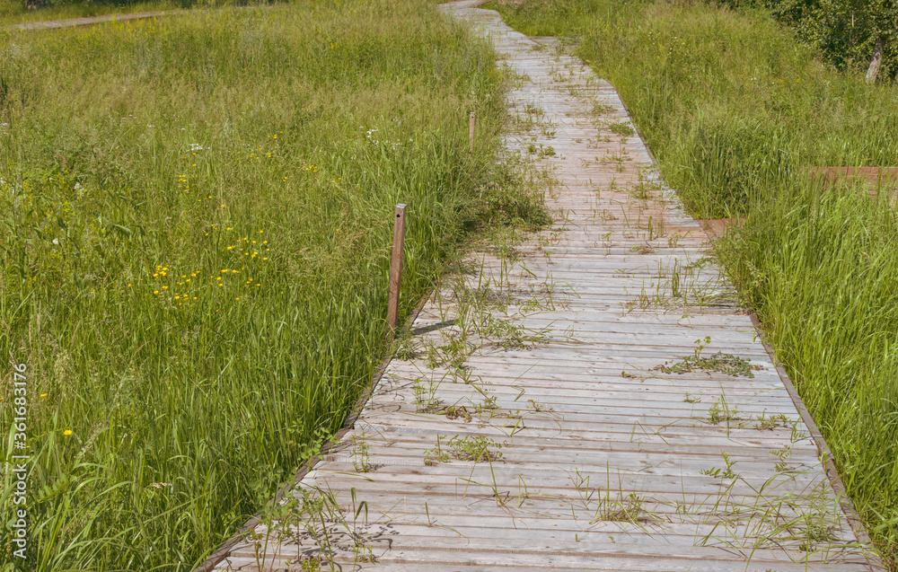 Walkway made of wooden boards. Tall green grass. Concept of trails in the swamp. Walkway made of wooden boards. Tall green grass. Concept of trails in the swamp.