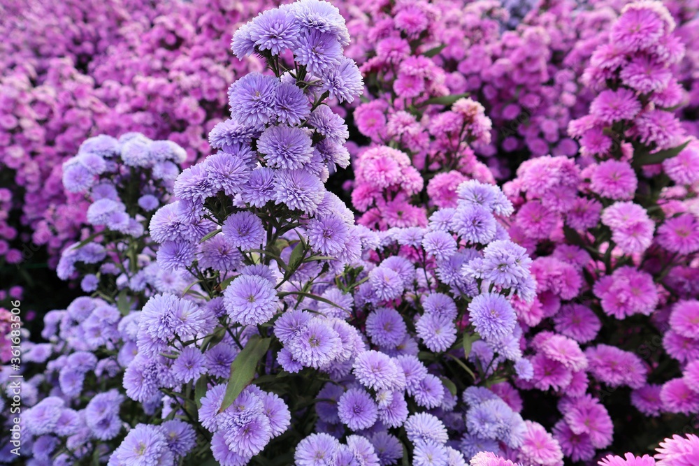 Purple and pink flower fields. White bike and beautiful flowers. Bicycle in a garden. Romantic. Garden decoration on Valentine's Day. Love. Beautiful flower garden. Chiang Mai, Thailand.