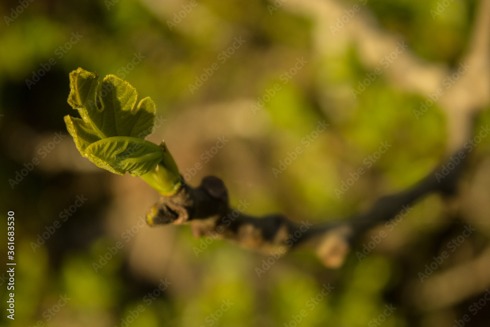 Fototapeta premium brote de planta 
