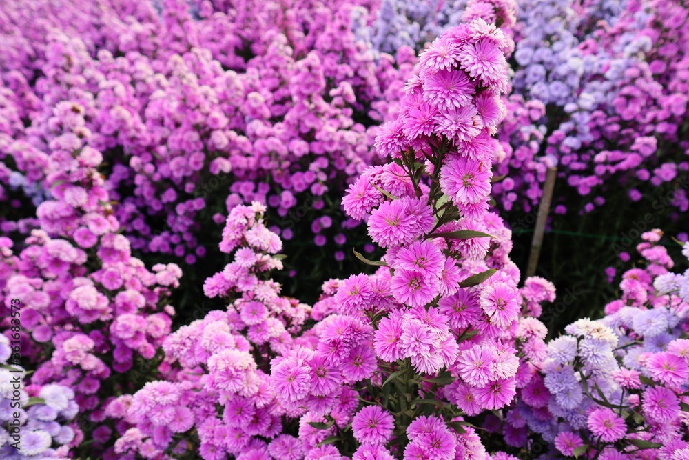 Purple and pink flower fields. White bike and beautiful flowers. Bicycle in a garden. Romantic. Garden decoration on Valentine's Day. Love. Beautiful flower garden. Chiang Mai, Thailand.