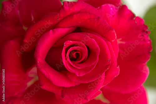 Rose red alone close-up