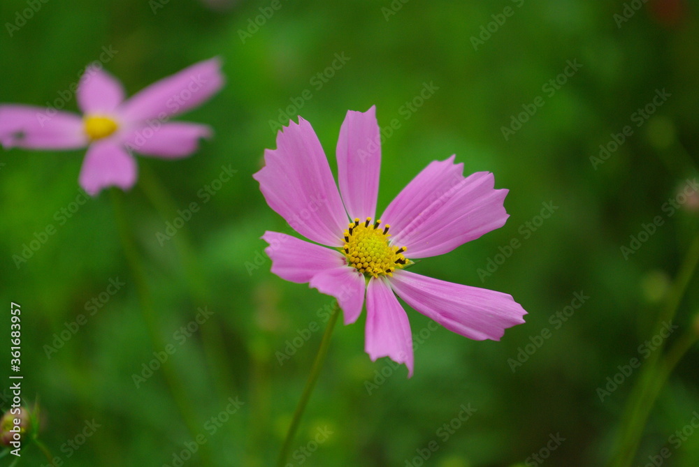 花 花