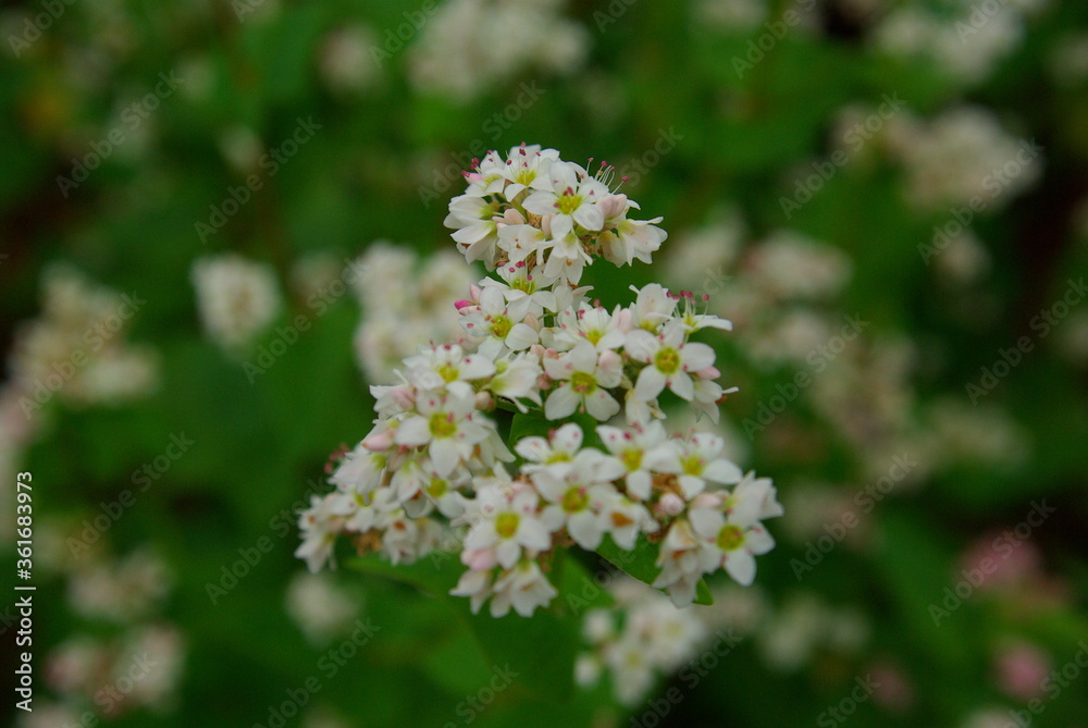 花 花