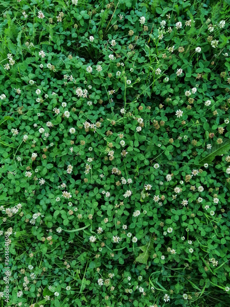 green leaves background green leaves background