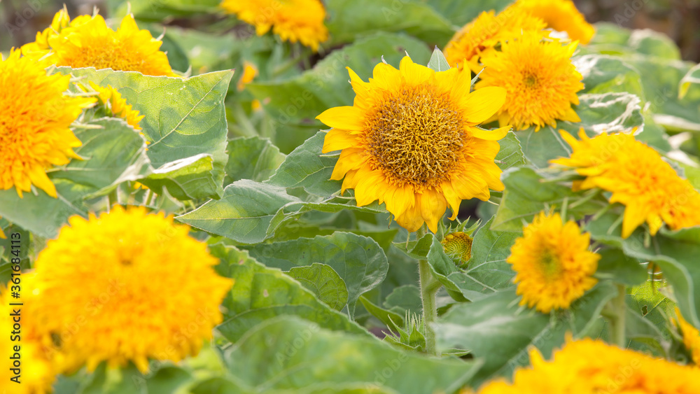 Dwarf Sunflower in the field Dwarf Sunflower in the field