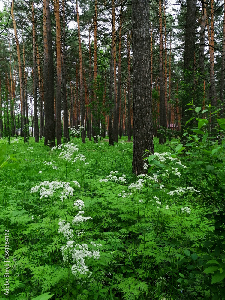 trees in the forest trees in the forest
