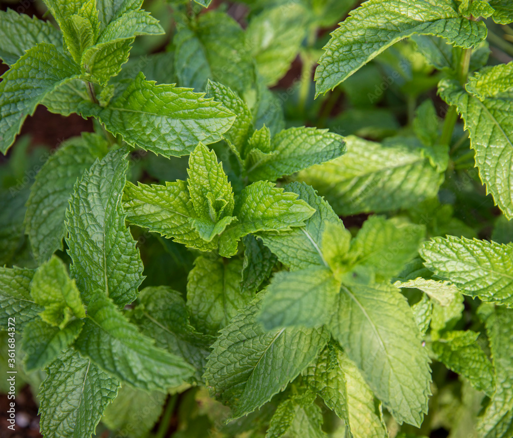 Close up of freshly grown mint Close up of freshly grown mint