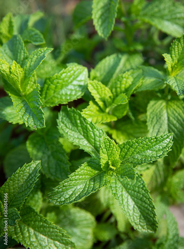 Close up of freshly grown mint photo