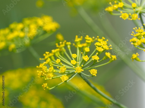 dill inflorescences taken in the garden close up