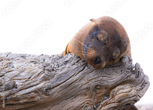 Sleepy Sea Lion © kevin