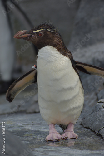 Plakat 旭山動物園 ペンギン