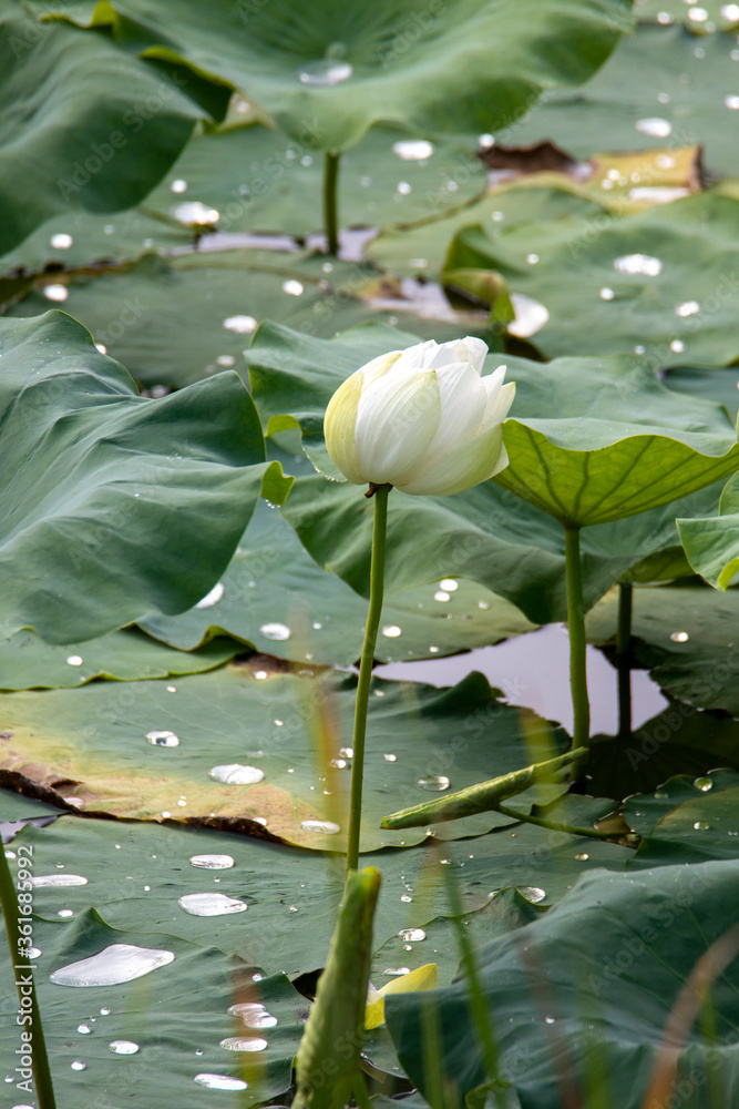 Lotus flower-a symbol of Buddhism Stock Photo | Adobe Stock