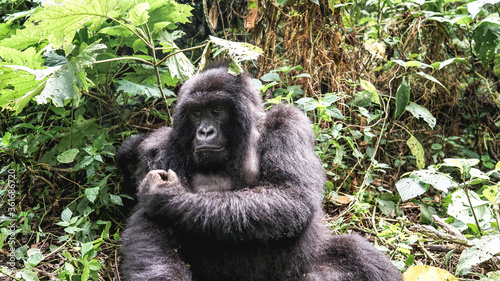 A female breastfeeding mountain gorilla with cute baby sits in the jungles on the green grass in the wild  lowlands gorilla tracking walking tour  Virunga National Park in Africa  DRC  Uganda  Rwanda