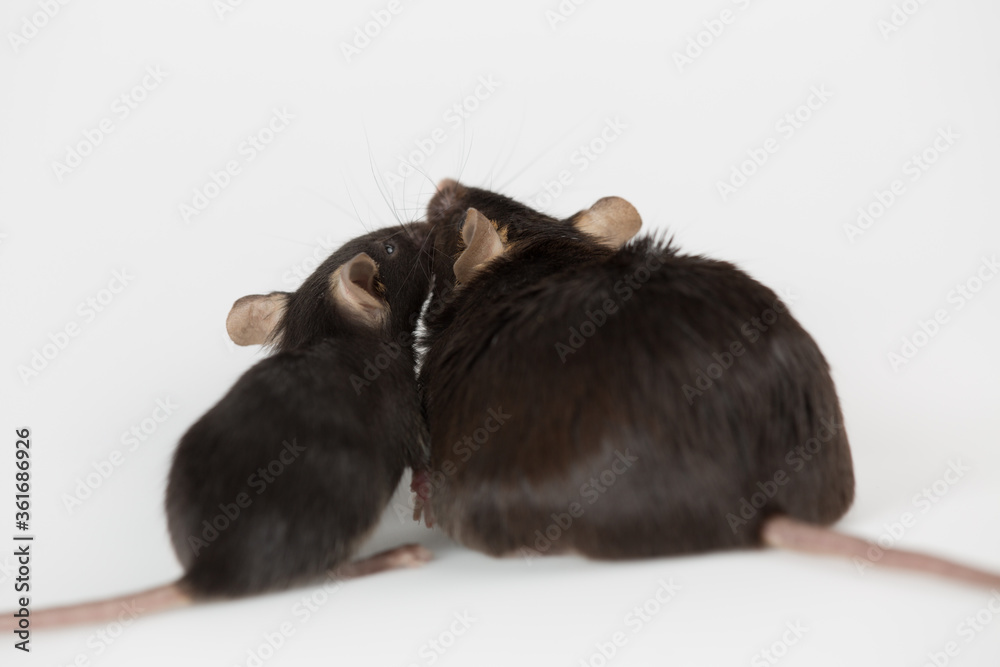 Closeup of obese and healthy lean control mice Closeup of obese and healthy lean control mice