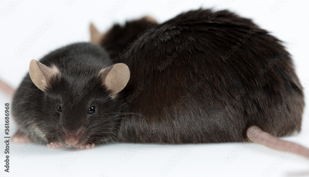 Closeup of obese and healthy lean control mice Closeup of obese and healthy lean control mice