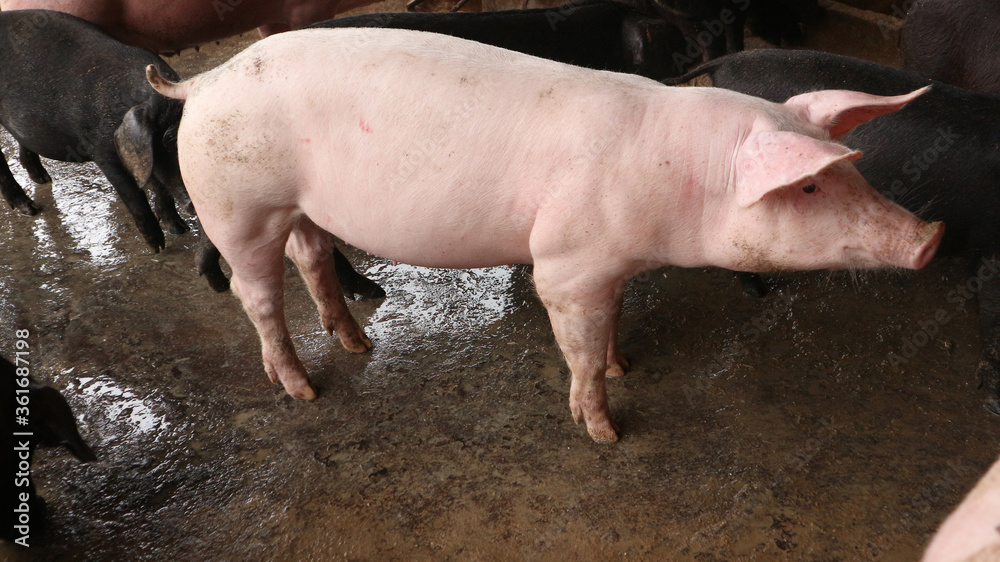 Many very white pigs in the pen Many very white pigs in the pen