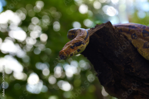 The boa constrictor (Boa constrictor), called the red-tailed or the common boa on a branch in the middle of the forest. A large snake on a branch in the green of a bright forest with a tongue out.