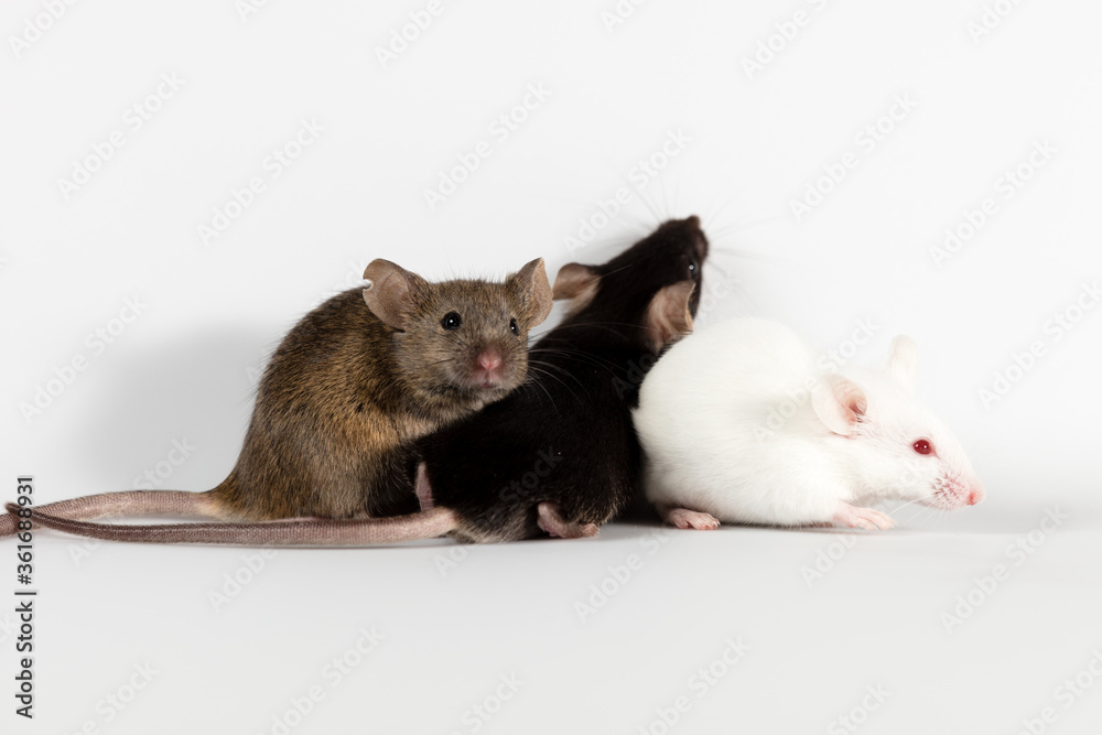 Obraz premium Brown white and black mice with white background