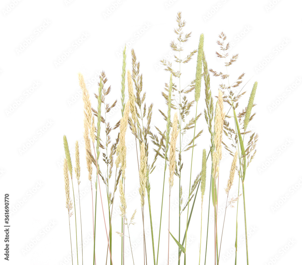 Wild ripe herbs grass and twigs isolated on white background. Summer cereal wild meadow plants.. Wild ripe herbs grass and twigs isolated on white background. Summer cereal wild meadow plants..