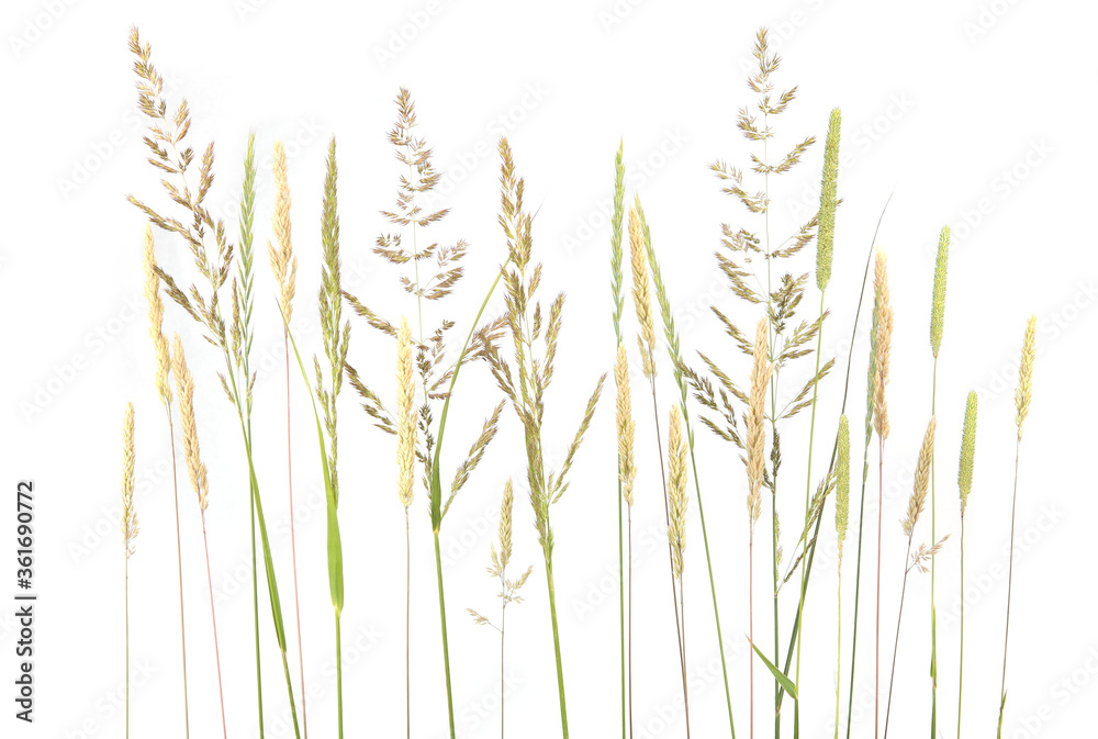 Wild ripe herbs grass and twigs isolated on white background. Summer cereal wild meadow plants.. Wild ripe herbs grass and twigs isolated on white background. Summer cereal wild meadow plants..
