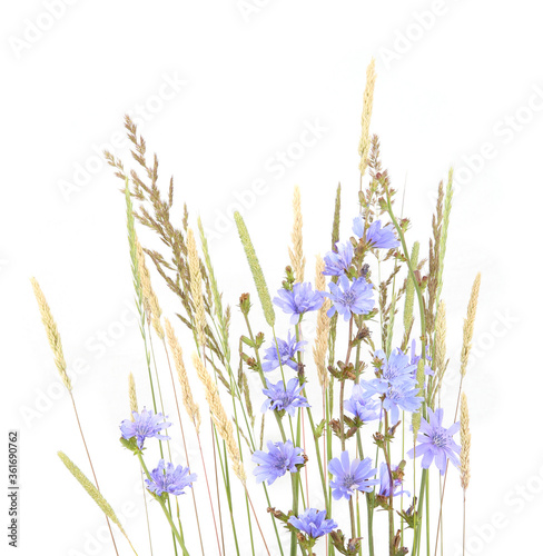 Wild blue chicory and herbs grass isolated on white background. Summer meadow flowers and plants.. © vaitekune