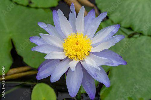 lotus flower in the pond