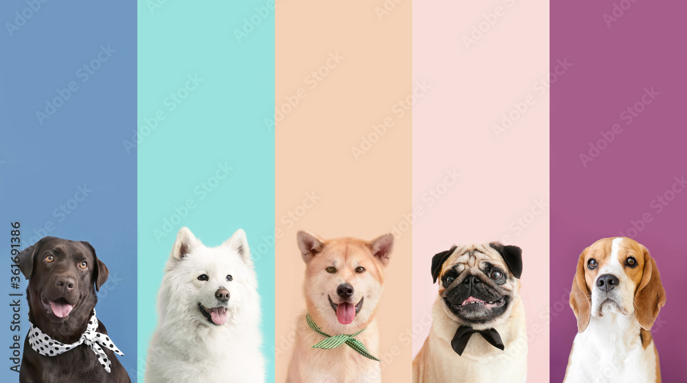 Collage of photos with different dogs