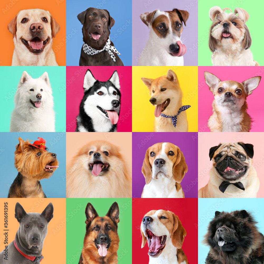 Collage of photos with different dogs Collage of photos with different dogs