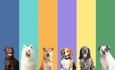 Collage of photos with different dogs