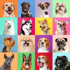 Collage of photos with different dogs